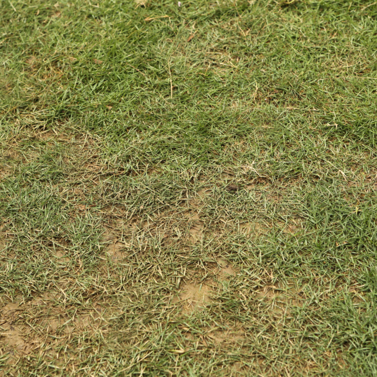 Popular Zoysia Grass Types Varieties Characteristics Care Tips