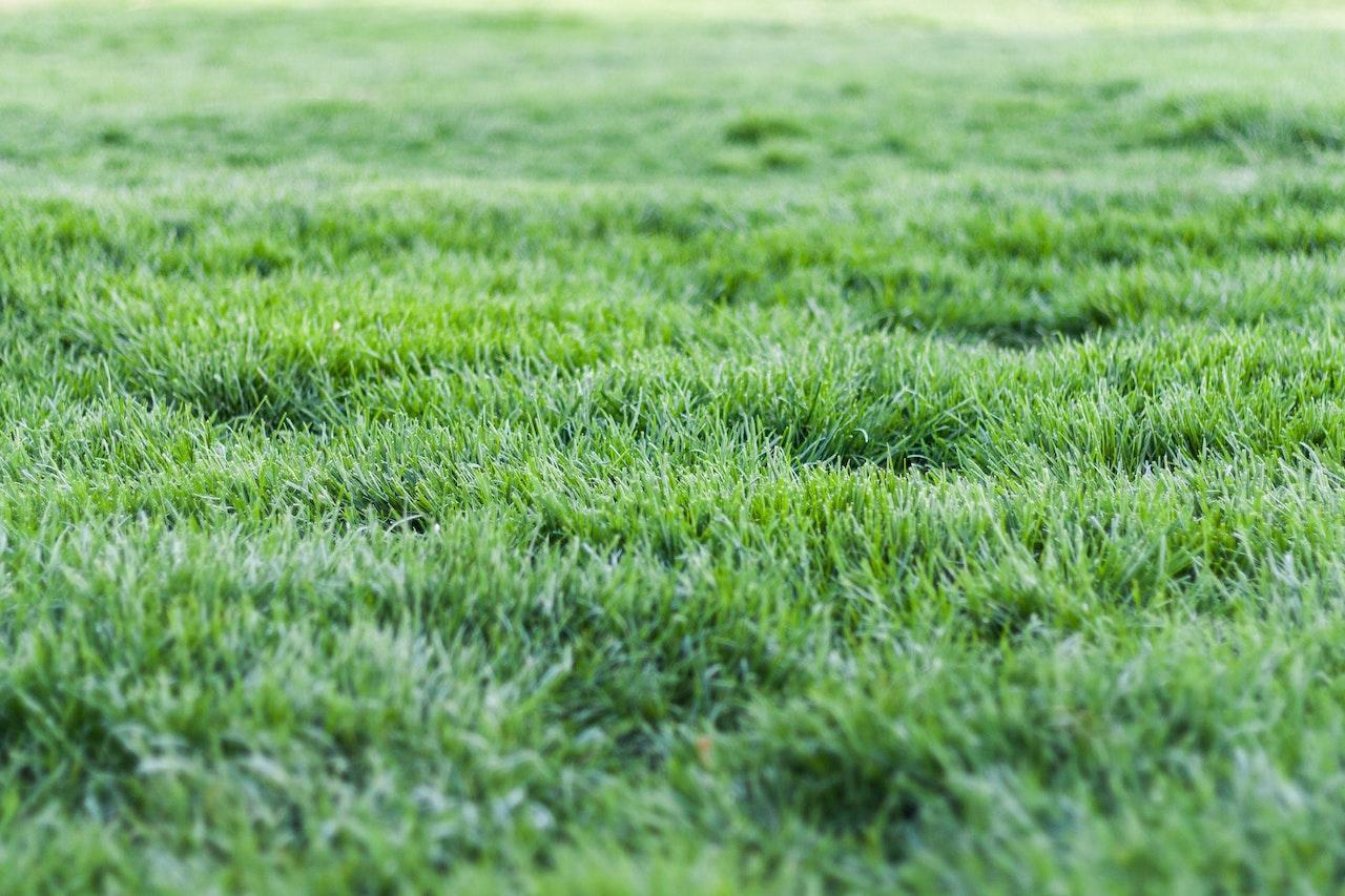 Thicker And Fuller Grass Expert Lawn Care Tips