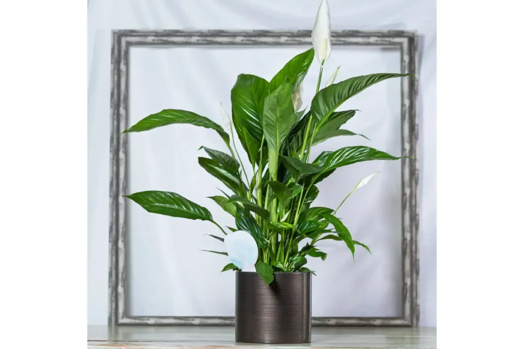 Best Planters for Peace Lily