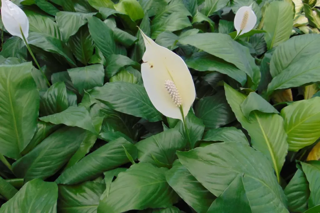 What Is The Meaning of Peace Lily?