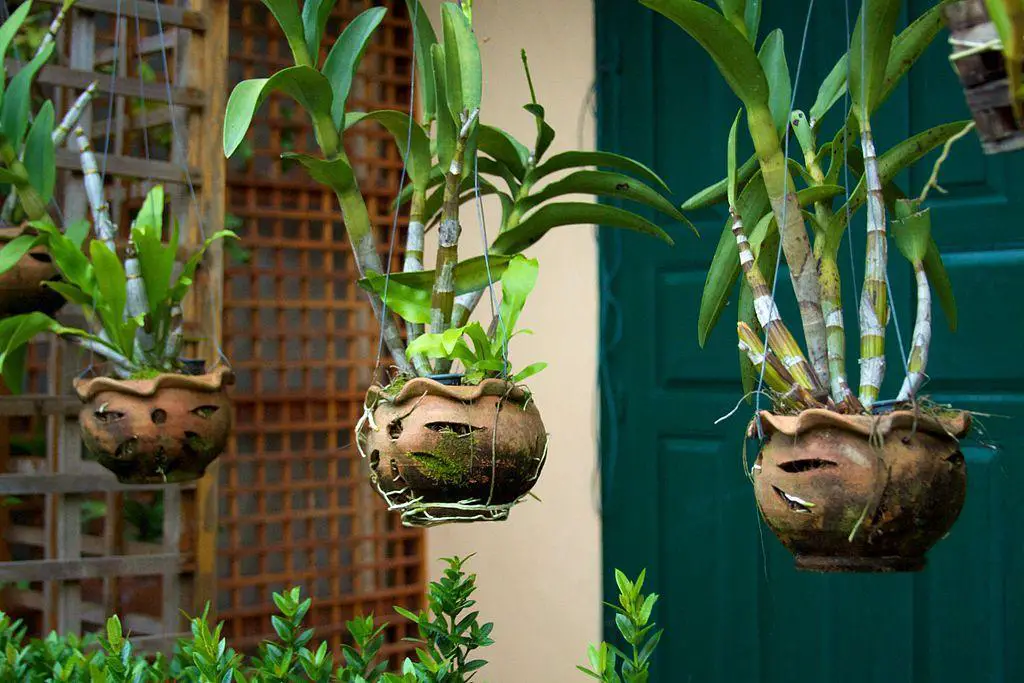Types Of Hanging Plants