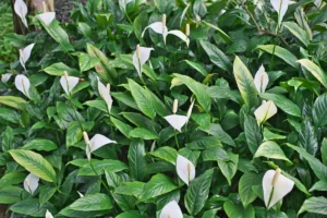 grow peace lily outdoors