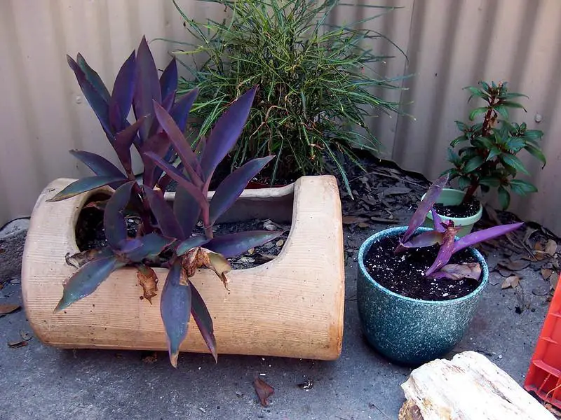 indoor purple plants
