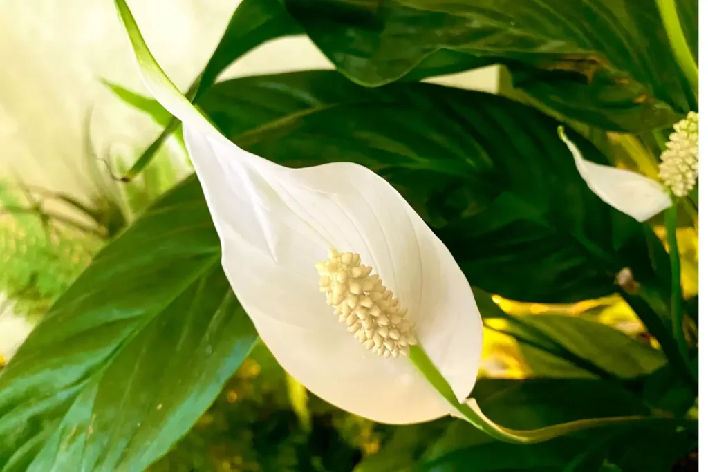 peace lily flowering stages