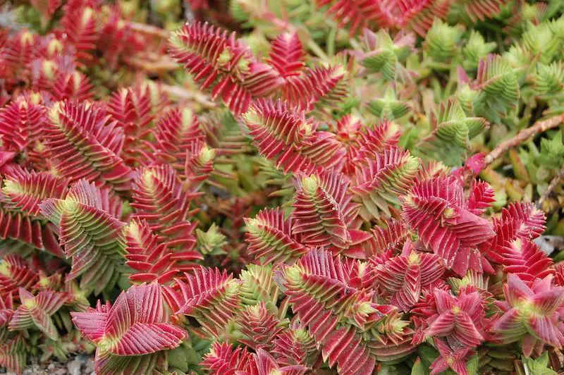 Top 20 Houseplants With Red & Green Leaves To Brighten Your Home