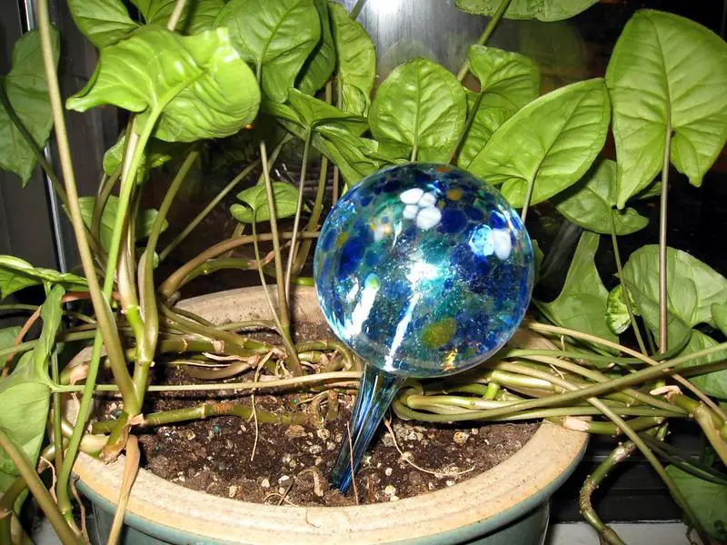 how to use plant watering globes