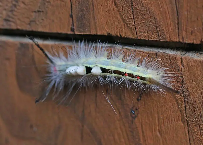 20 Types Of Cute White Caterpillars - Identification Guides With Pictures