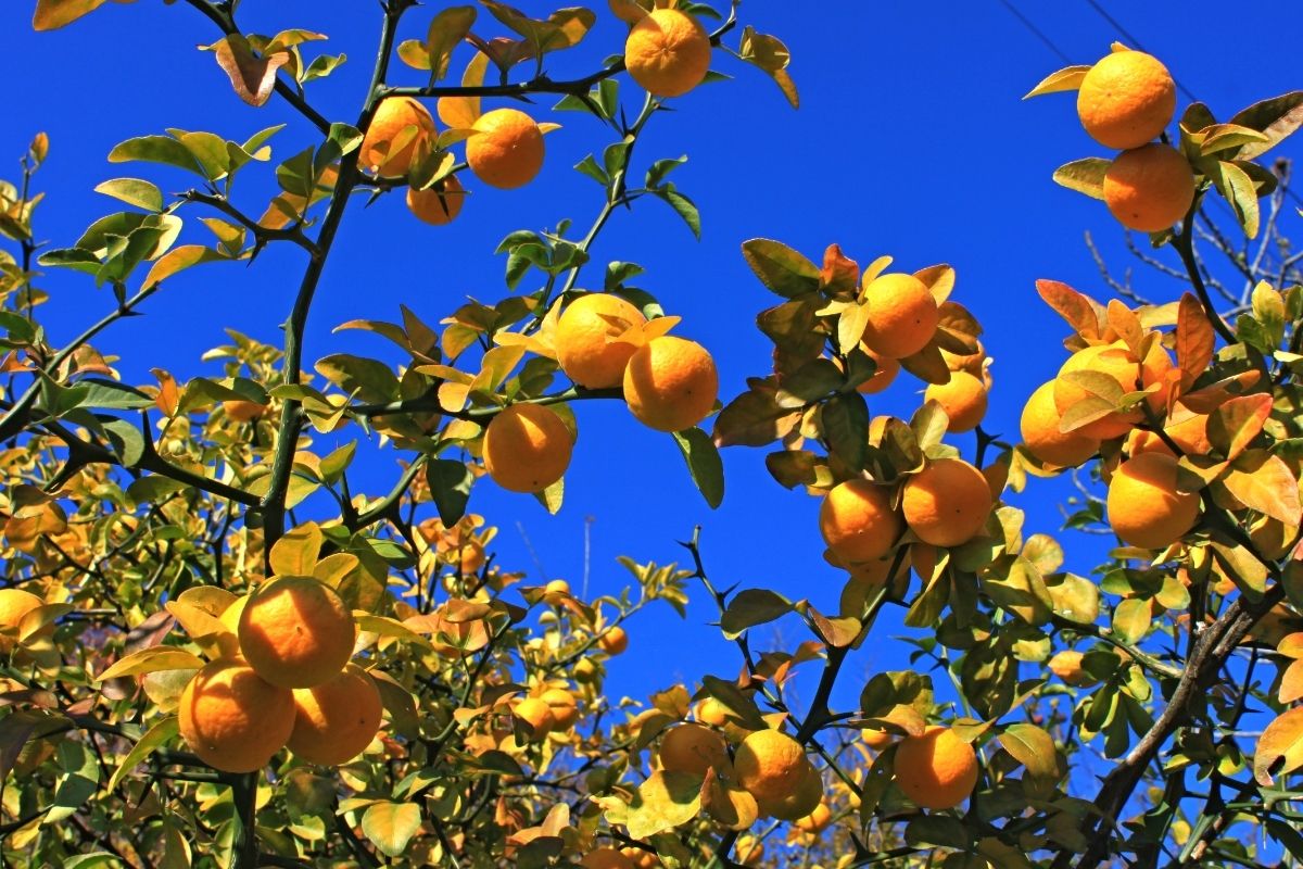 : Citrus Trifoliata