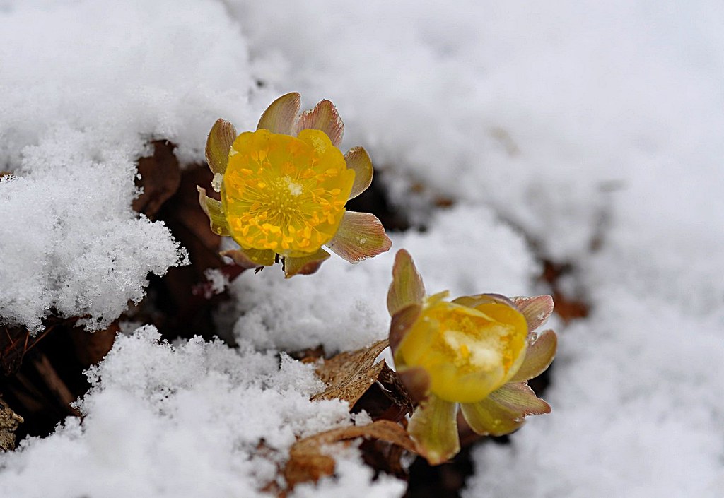 Snow Flowers