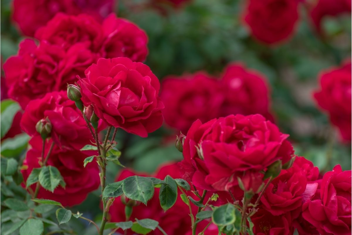 14 Ways To Prolong The Lifespan Of Your Roses