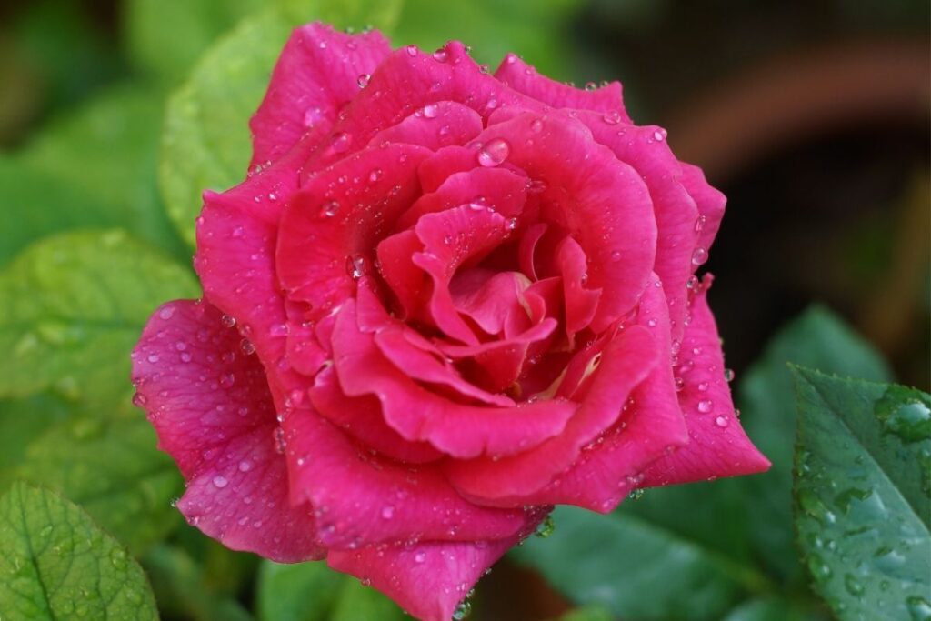 16 Lovely Rose Flowers (With Pictures)