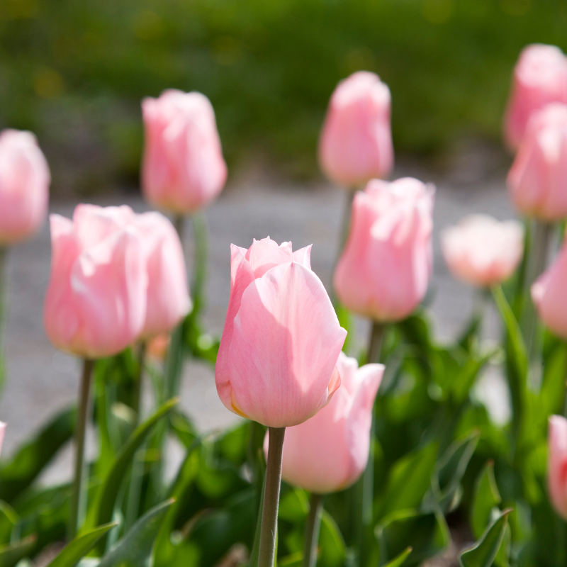 Tulipa Gesneriana