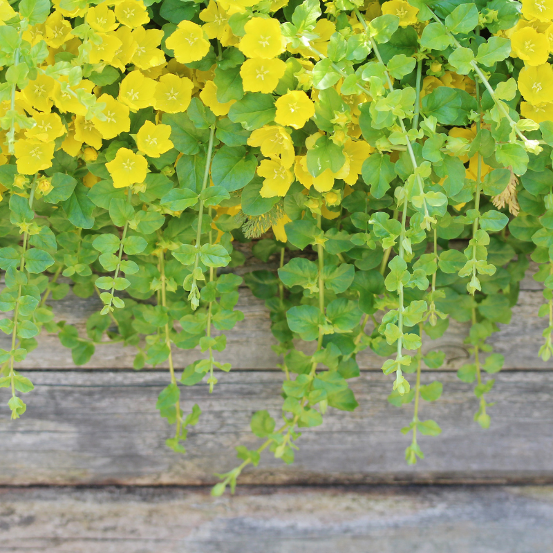 Lysimachia Nummularia