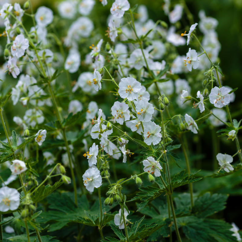 Geranium Macrorrhizum