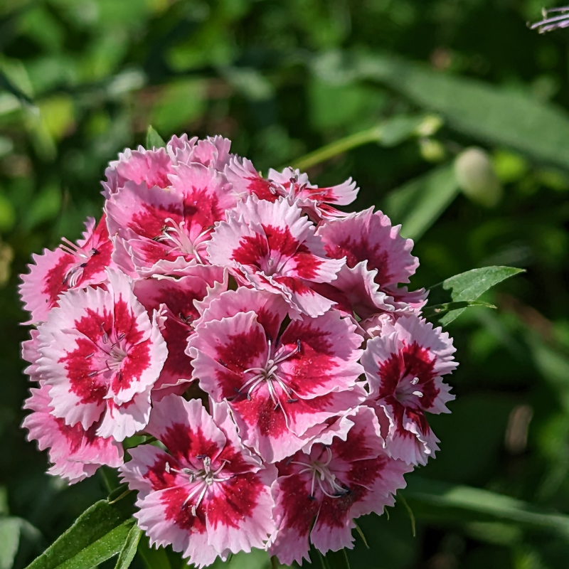 Dianthus Barbatus