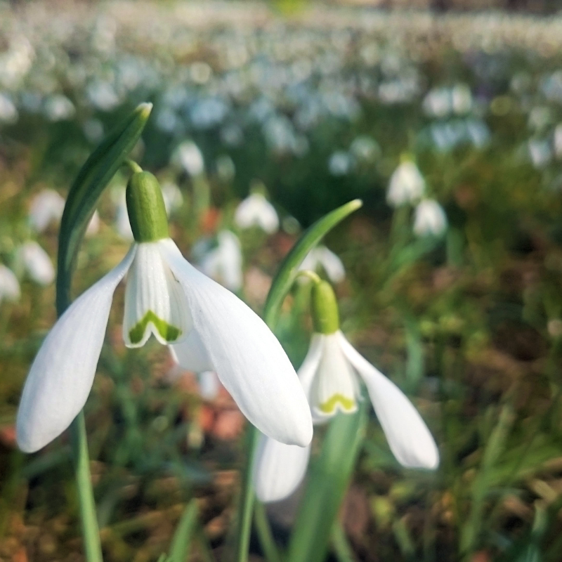 Galanthus Nivalis - Everlasting Snowflake