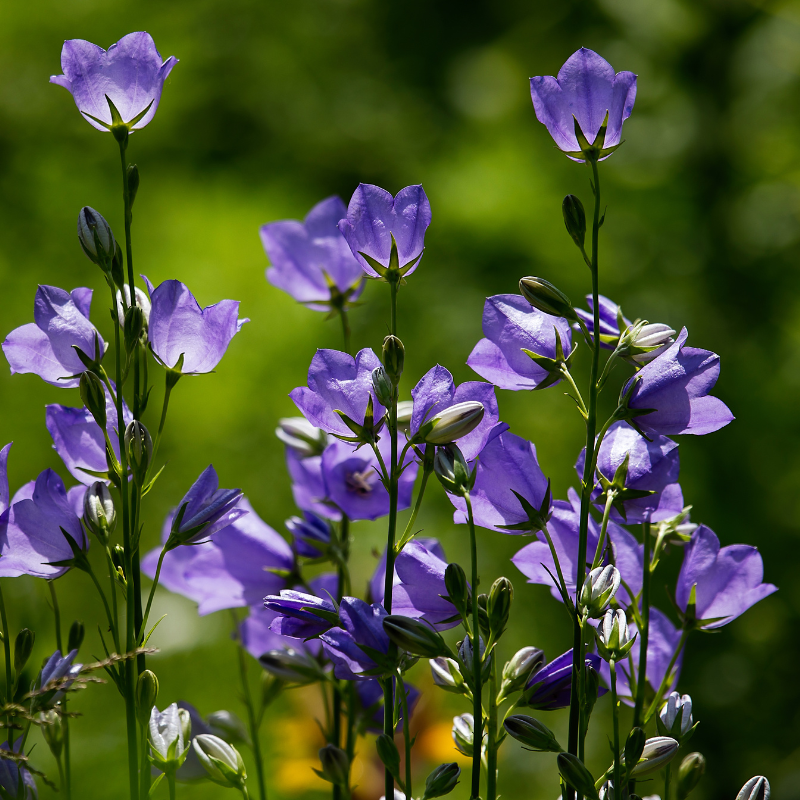 Campanula Rotundifolia