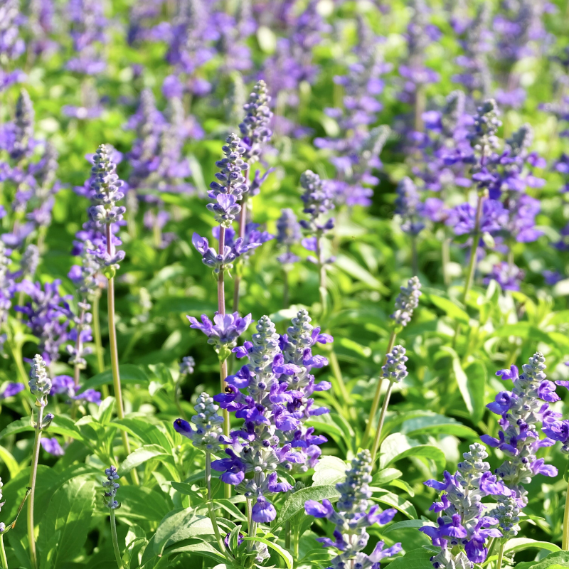 Salvia Officinalis - Sage