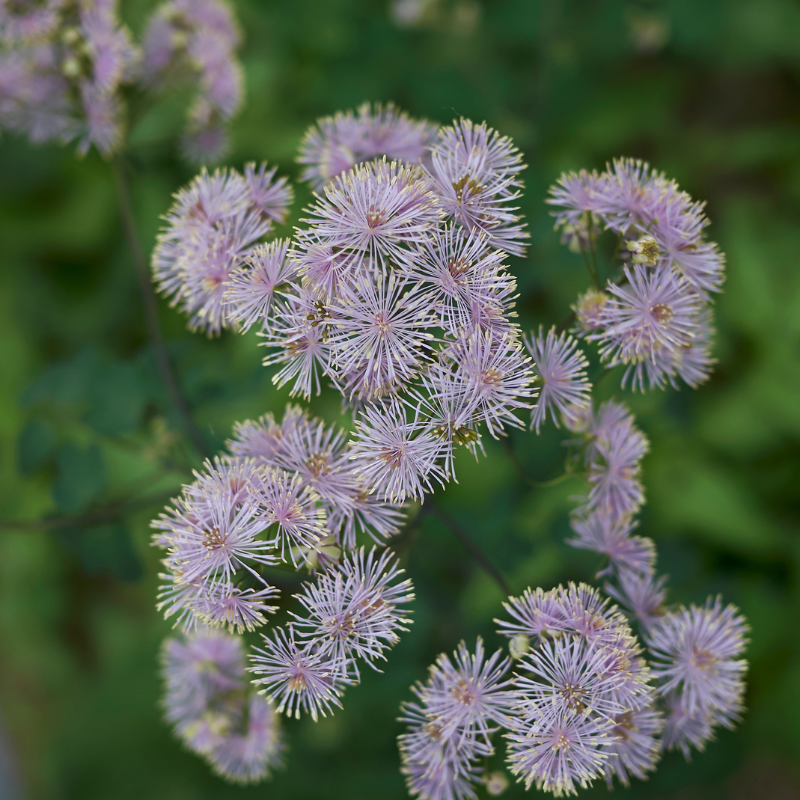  Thalictrum Aquilegifolium