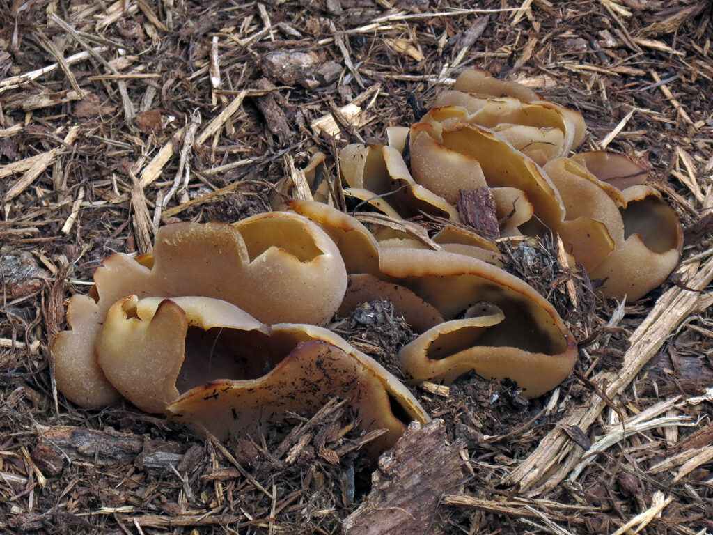 rid fungus