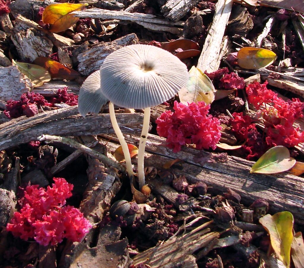 rid fungus
