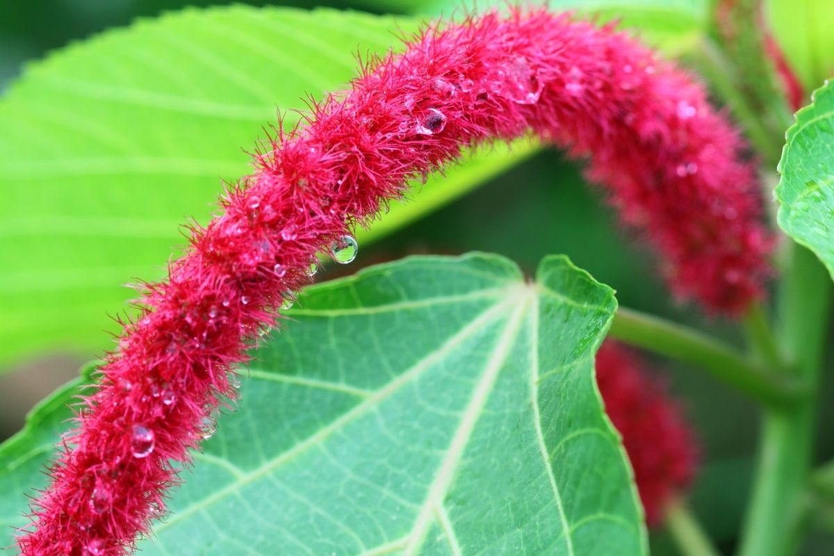 Acalypha Plants That Start With A