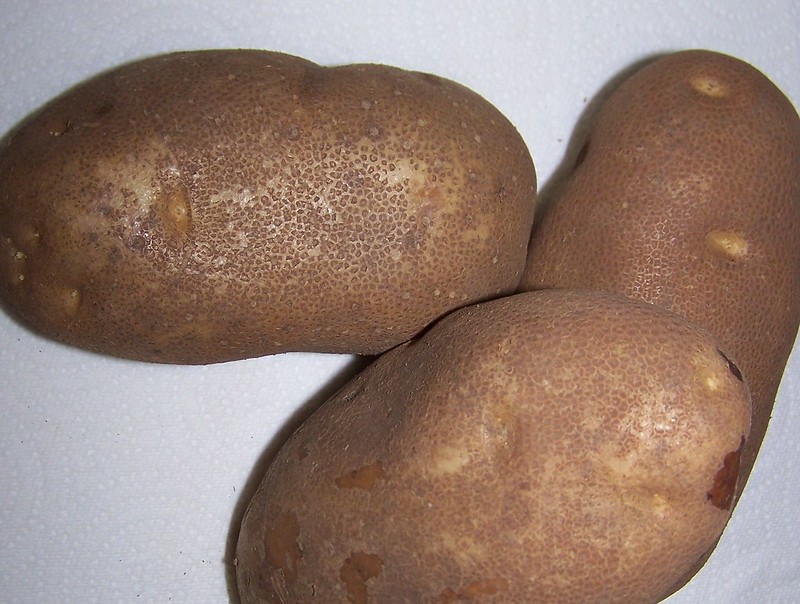 Umatilla Russet Potato