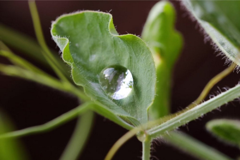 25 Different Japanese Plants (Including Photos)