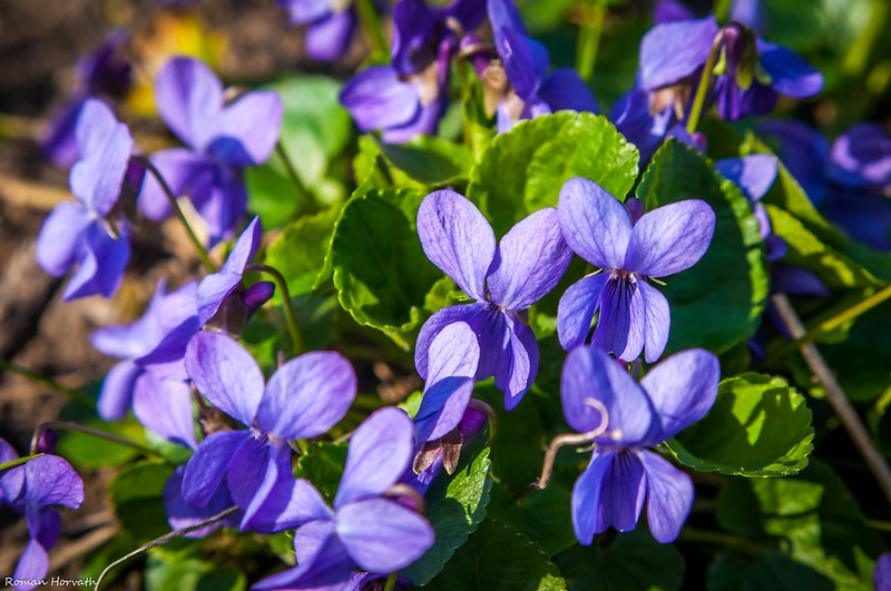 types of violet plants