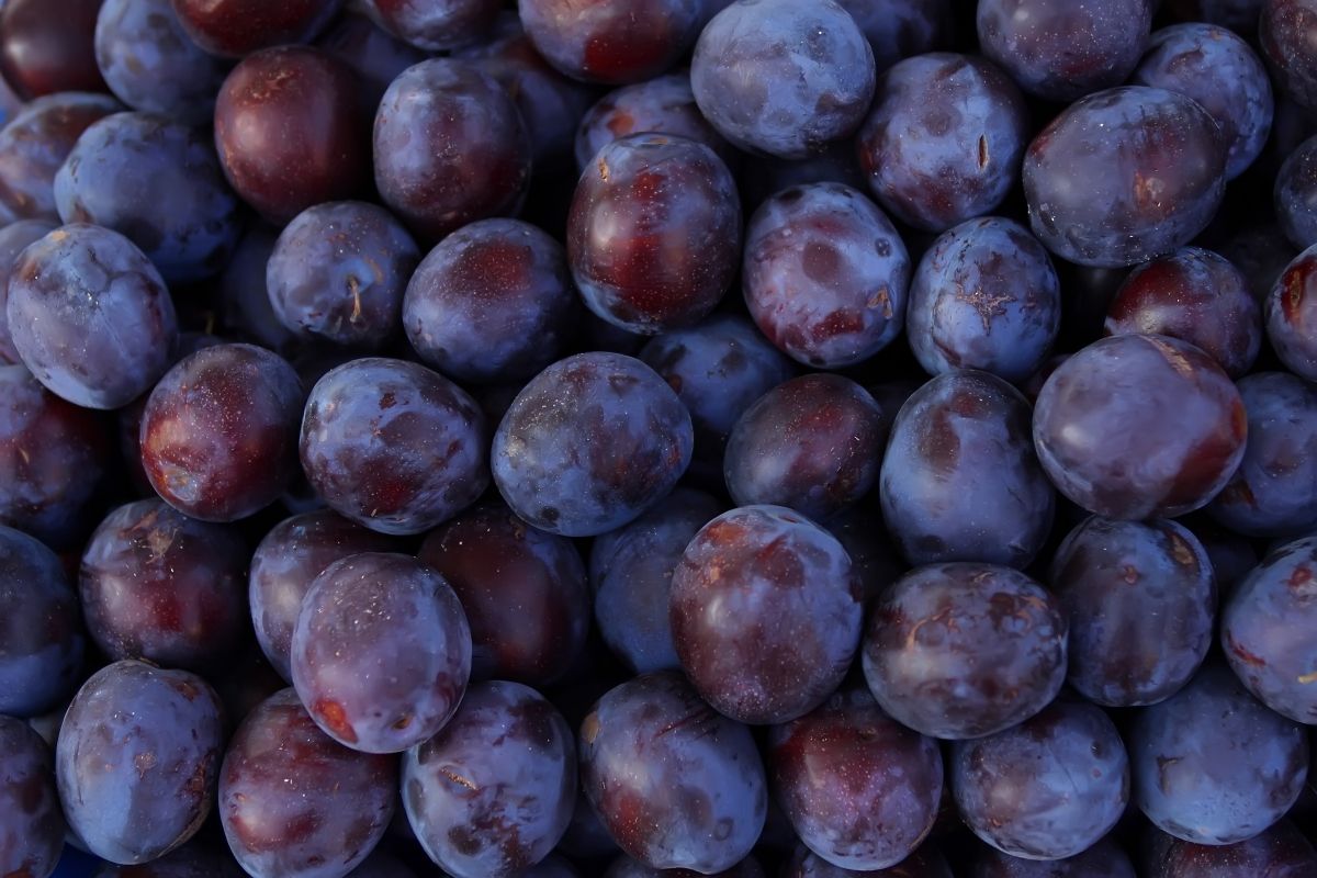 27 Different Purple Fruits (Including Photos) (23)