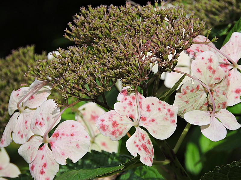 hydrangeas