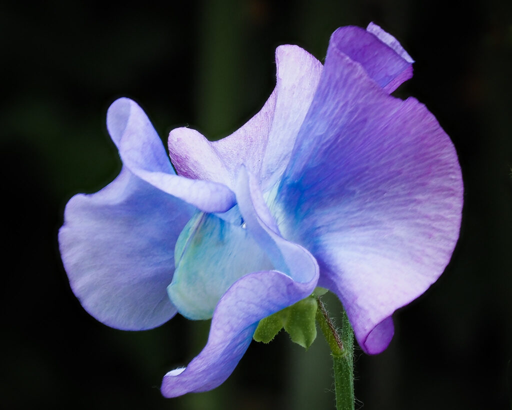 turquoise-flowers