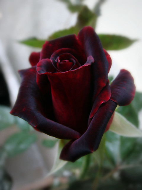 Black Baccara Rose 