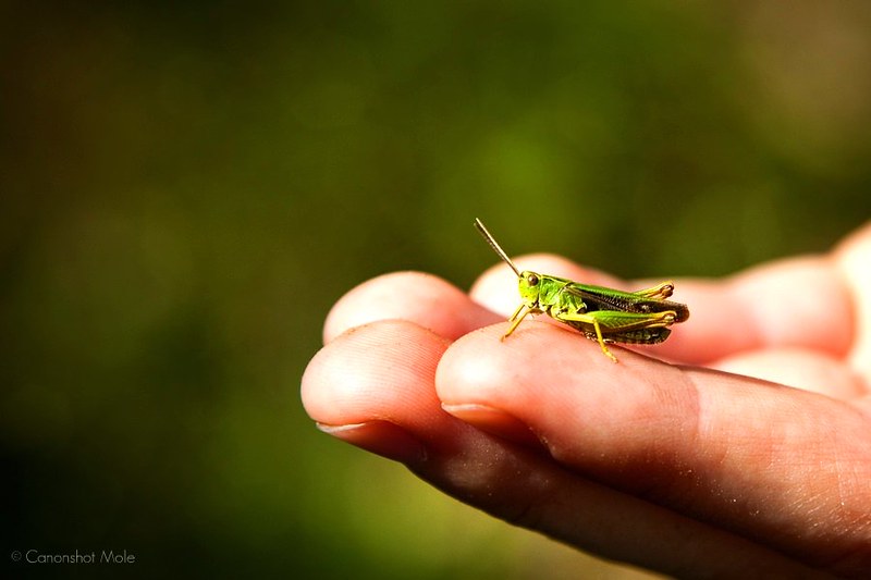 Do Grasshoppers Bite Humans