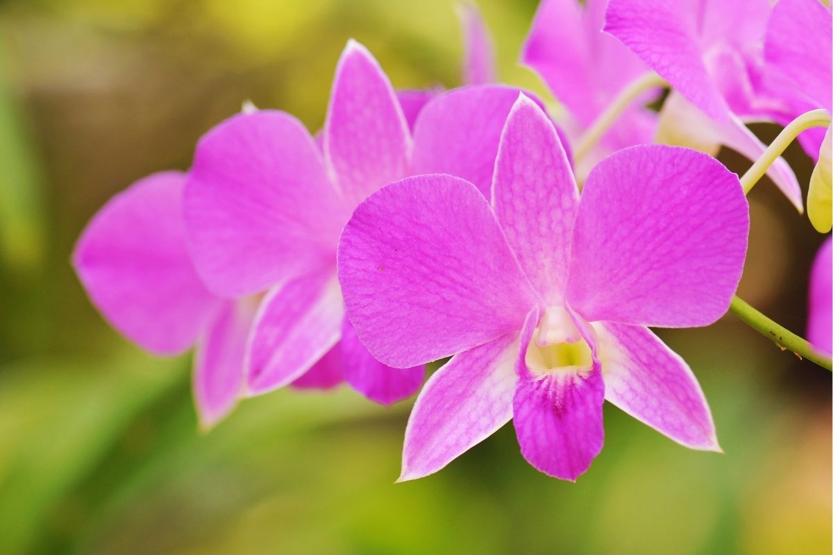 50 Types of Orchid Flowers You Need to See
