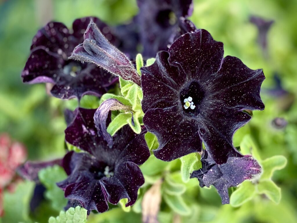Black Velvet Petunia 
