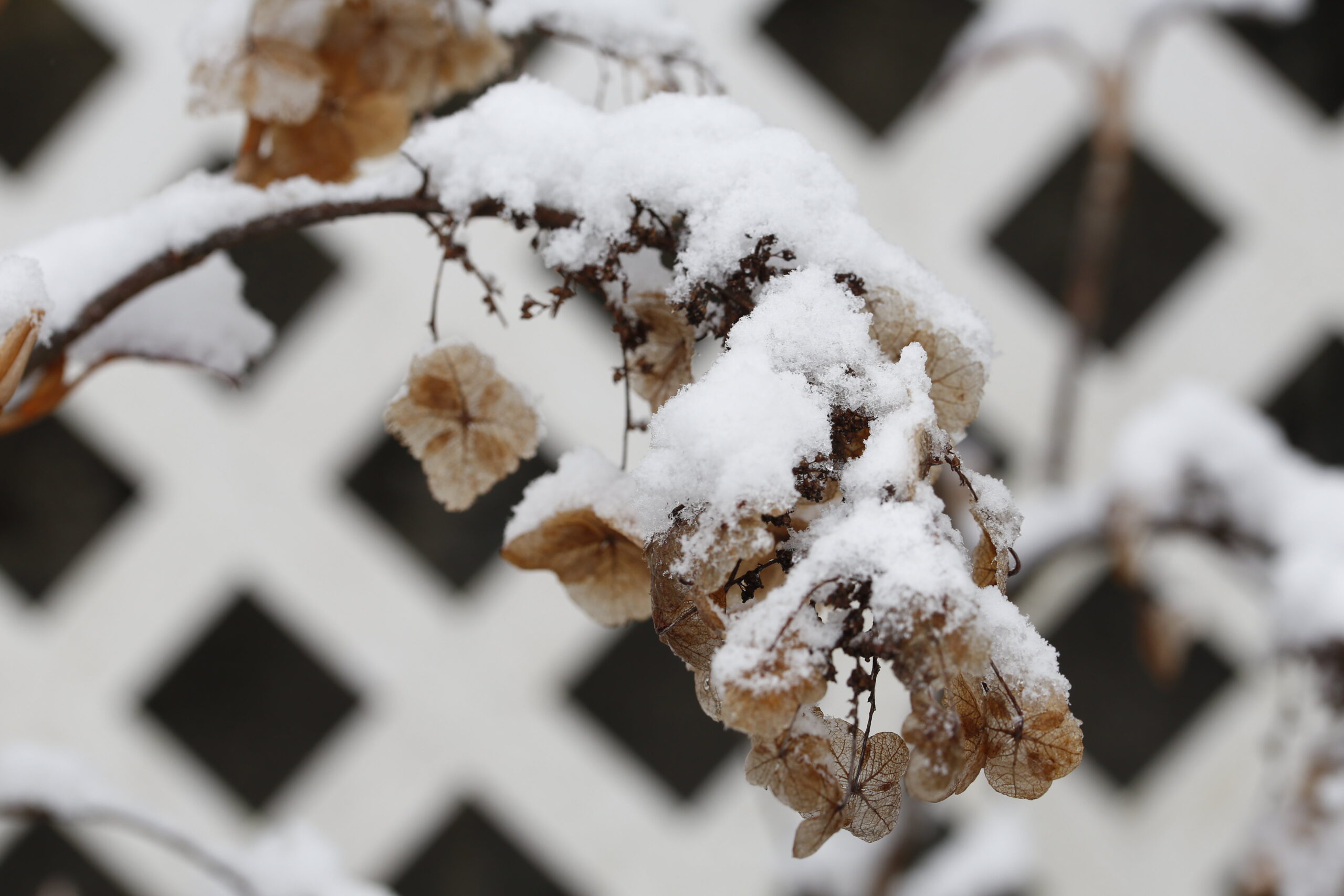 hydrangea how to save from turning brown