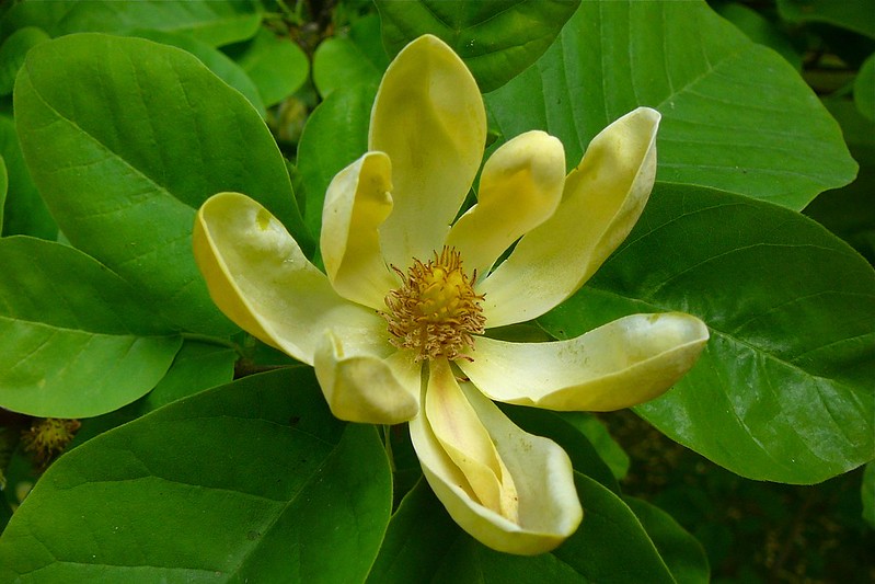 Cucumber Magnolia – Magnolia Acuminata