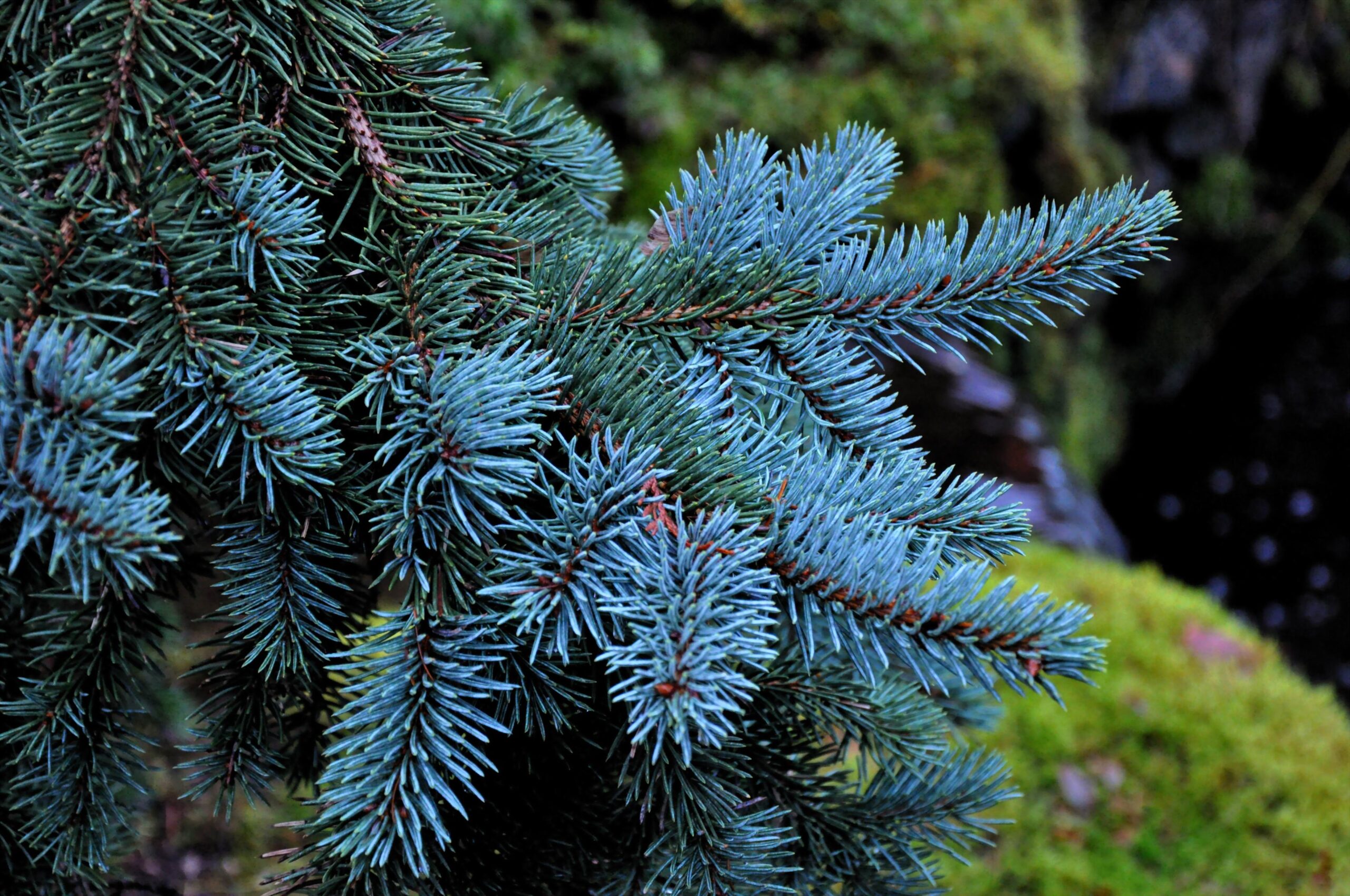 Blue Spruce 