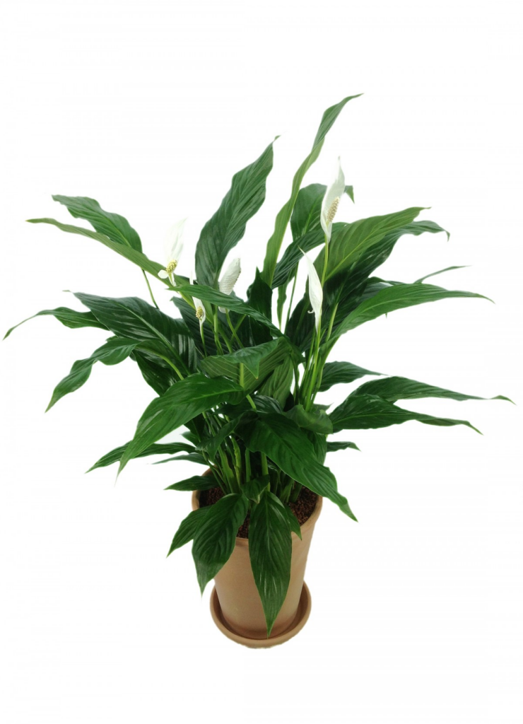 6 signs it's time to repot your peace lily plus instructions for transplanting