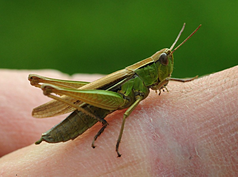 grasshoppers bite dangerous