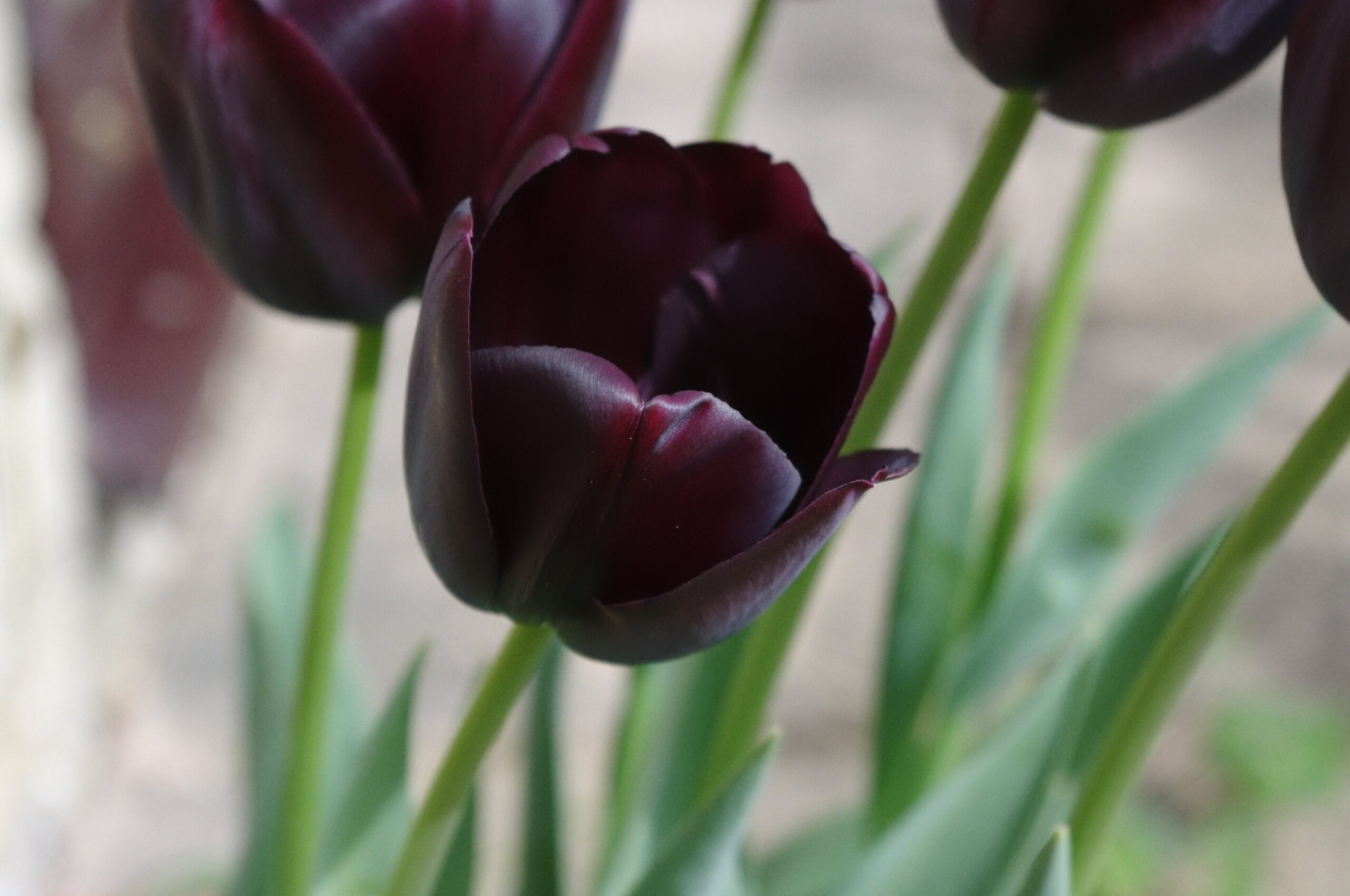 Tulipa ‘Queen