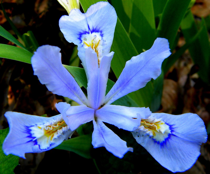 iris plants