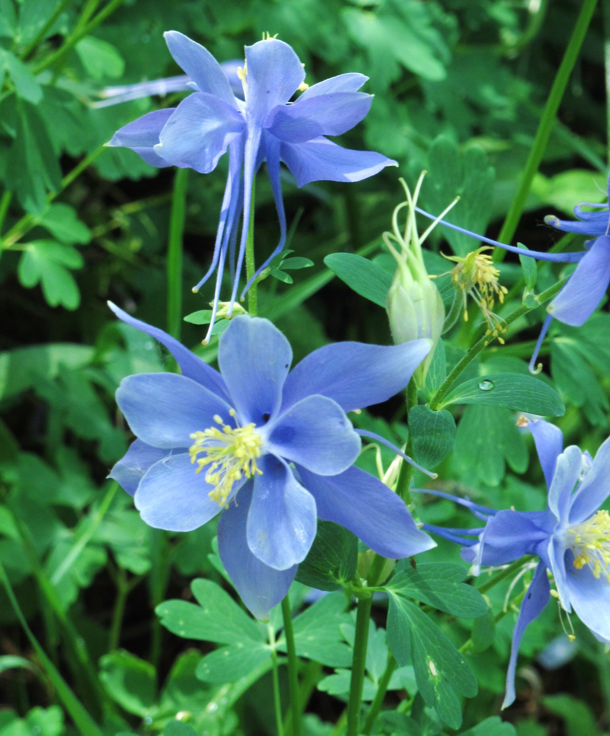 Light Blue Flowers