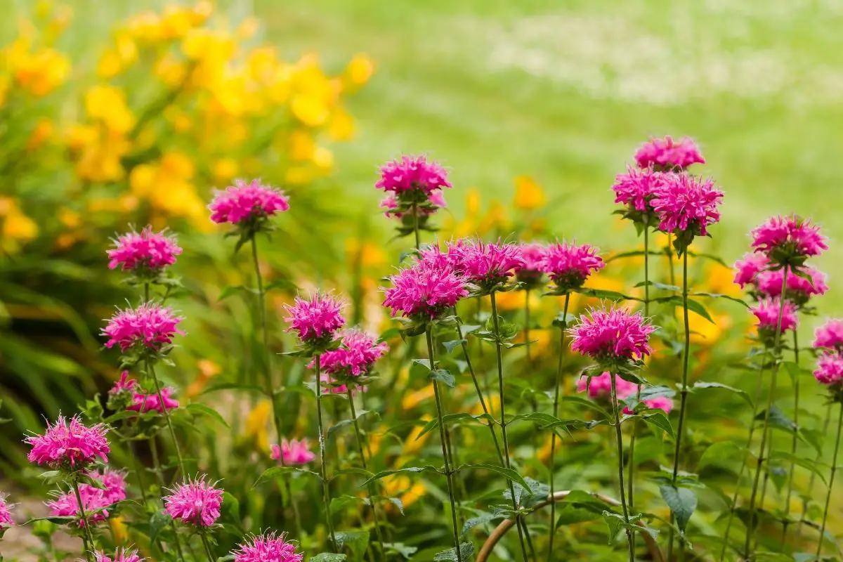 Types of Bee Balm: Vibrant Varieties for Your Garden