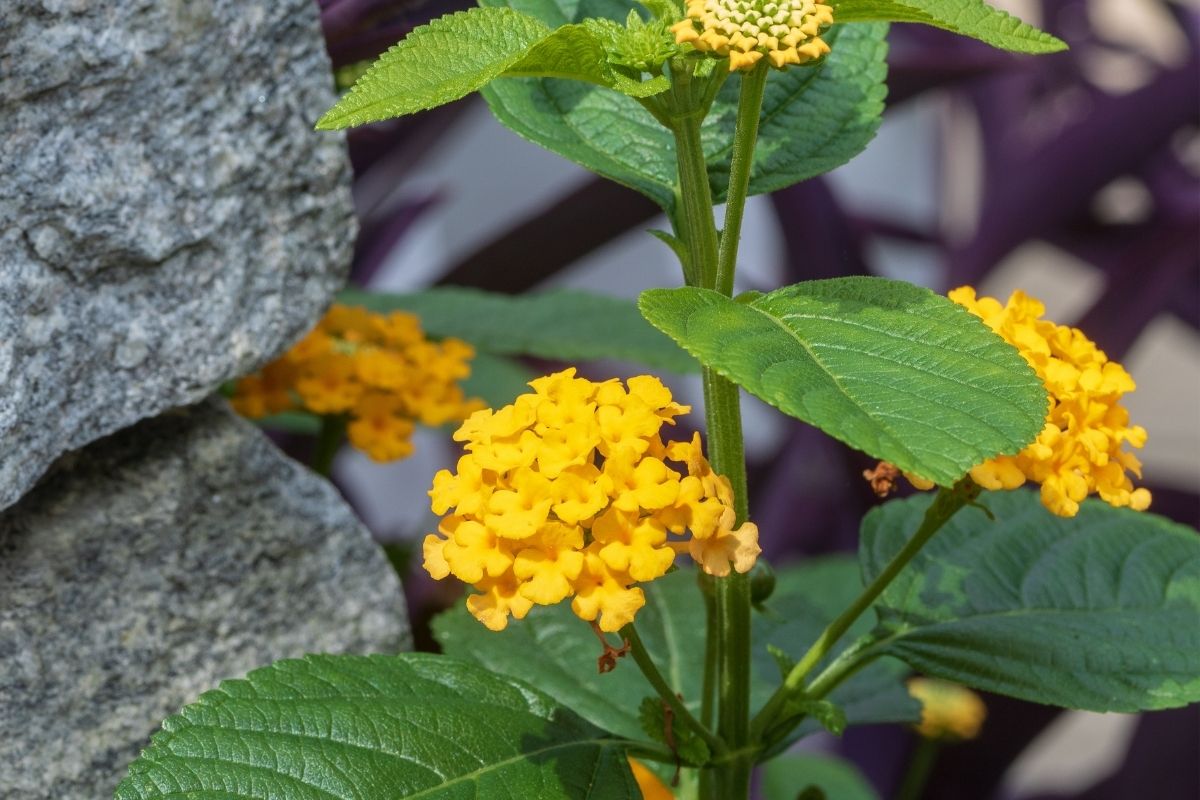 A Colorful Comfort: The Ultimate Guide To Lantanas
