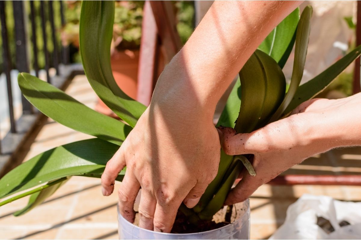 How to Revive an Orchid Plant