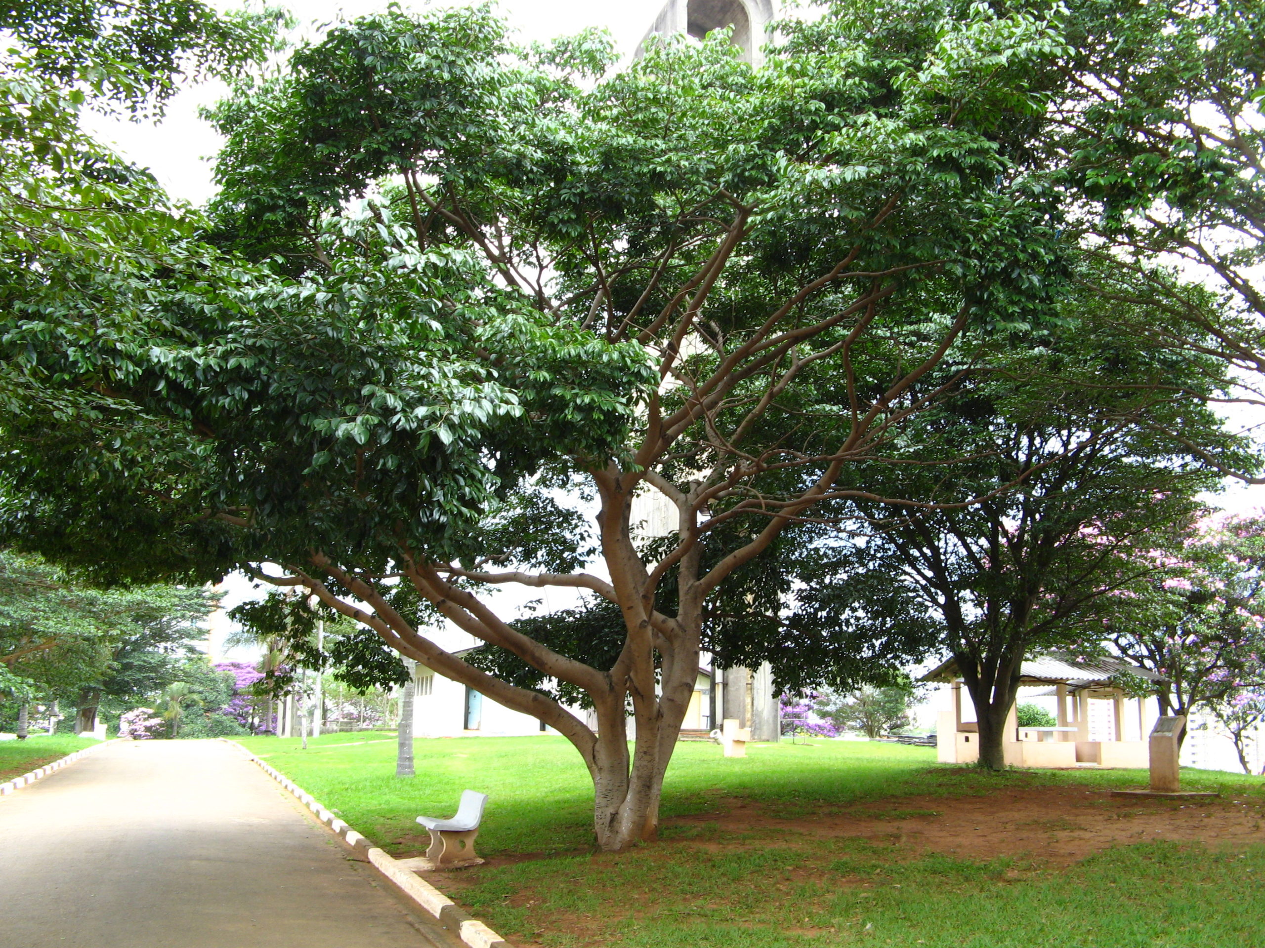 A Natureza é Bela! The Ultimate Guide to Brazilian Trees