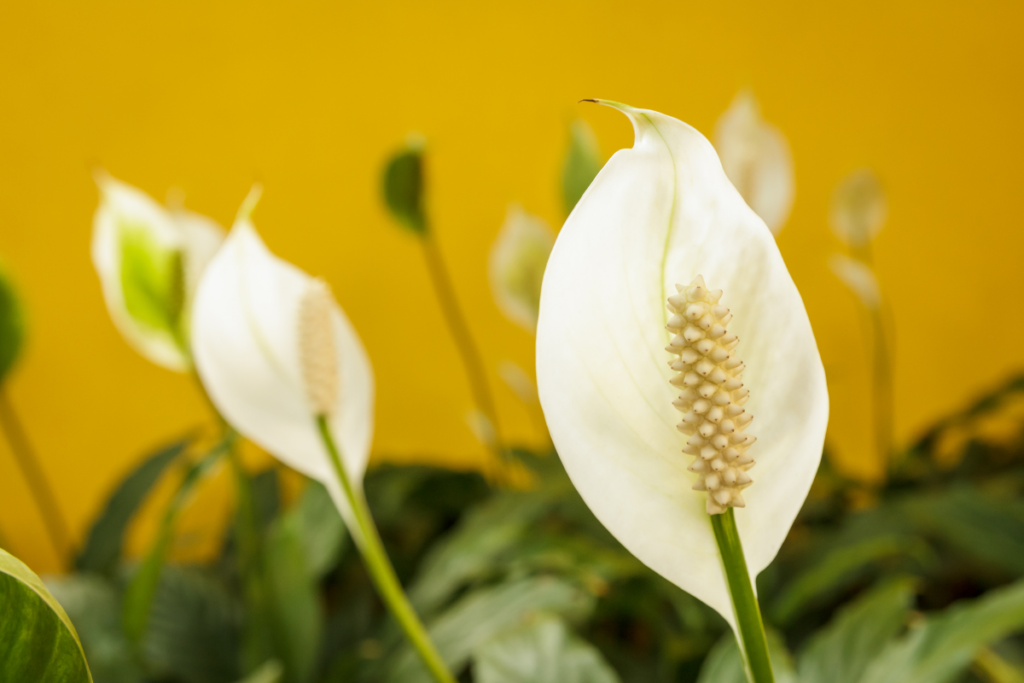 A Peace Lily Flower's Life Cycle