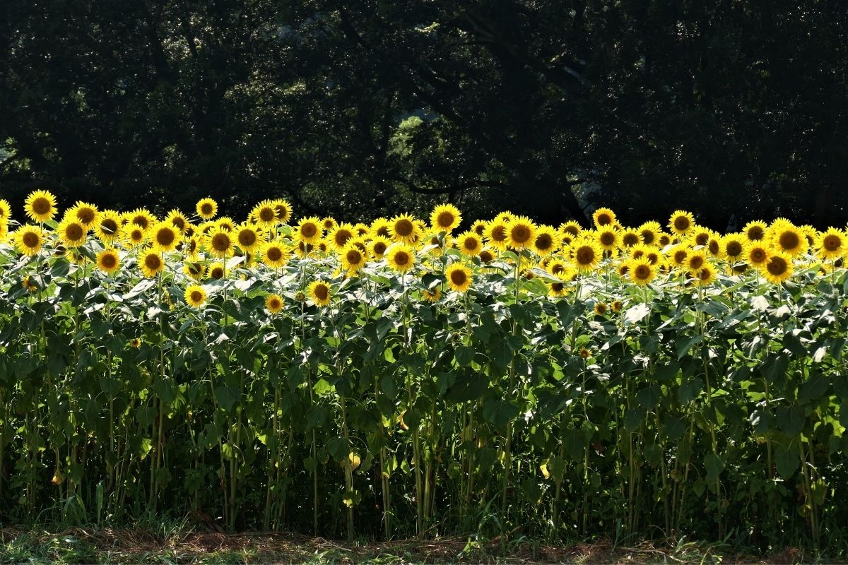 A Place in the Sun: The Ultimate Guide Types Of Sunflower